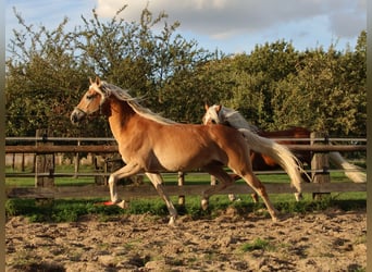 Edelbluthaflinger, Wallach, 3 Jahre, 150 cm, Fuchs