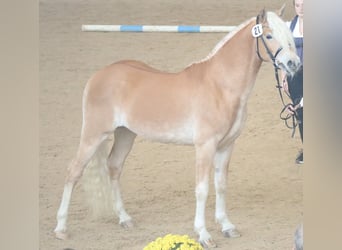 Edelbluthaflinger, Wallach, 3 Jahre, 151 cm, Fuchs