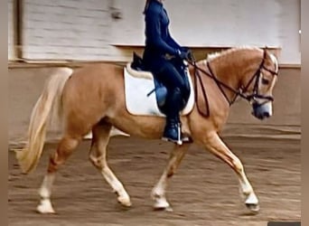 Edelbluthaflinger, Wallach, 4 Jahre, 145 cm, Palomino