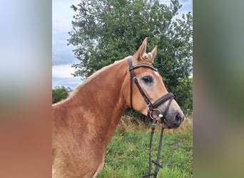 Edelbluthaflinger, Wallach, 4 Jahre, 146 cm, Fuchs
