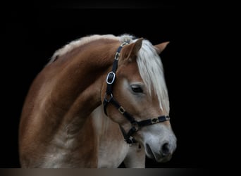 Edelbluthaflinger, Wallach, 4 Jahre, 155 cm, Fuchs