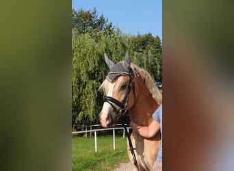 Edelbluthaflinger, Wallach, 5 Jahre, 149 cm, Fuchs