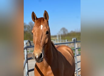 Edelbluthaflinger, Wallach, 5 Jahre, 150 cm, Fuchs