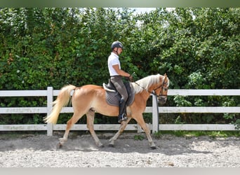 Edelbluthaflinger, Wallach, 5 Jahre, 152 cm, Fuchs