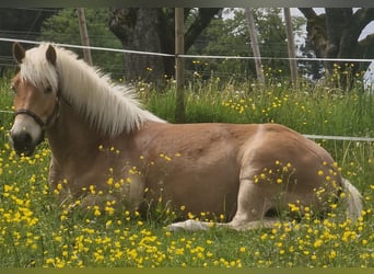 Edelbluthaflinger, Wallach, 6 Jahre, 149 cm, Fuchs