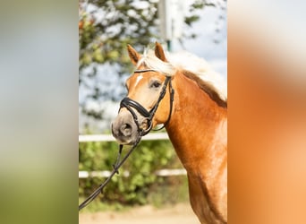 Edelbluthaflinger, Wallach, 6 Jahre, 150 cm, Fuchs