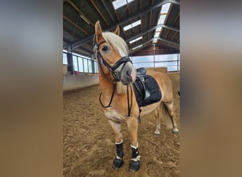 Edelbluthaflinger, Wallach, 7 Jahre, 143 cm, Fuchs