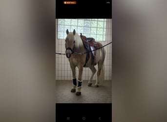 Edelbluthaflinger, Wallach, 7 Jahre, 157 cm, Fuchs