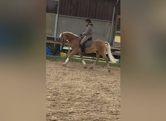 Edelbluthaflinger, Wallach, 8 Jahre, 147 cm, Palomino