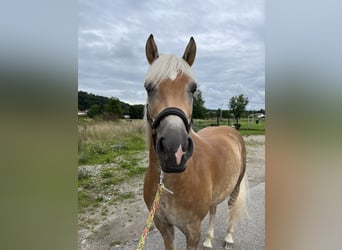 Edelbluthaflinger, Wallach, 8 Jahre