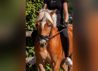 Edelbluthaflinger, Wallach, 9 Jahre, 144 cm