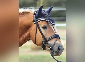 Edelbluthaflinger, Wallach, 9 Jahre, 151 cm, Fuchs