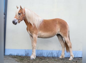 Edelbluthaflinger, Yegua, 2 años, 150 cm, Alazán