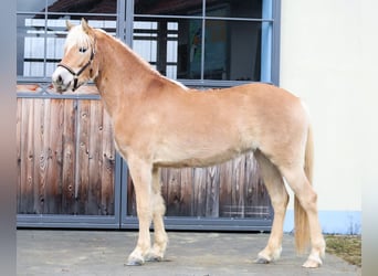 Edelbluthaflinger, Yegua, 3 años, 150 cm, Alazán