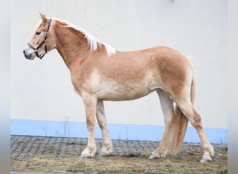 Edelbluthaflinger, Yegua, 3 años, 150 cm, Alazán