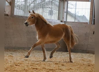 Edelbluthaflinger, Yegua, 3 años, 150 cm, Alazán