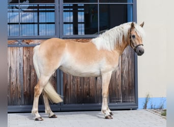 Edelbluthaflinger, Yegua, 3 años, 150 cm, Alazán