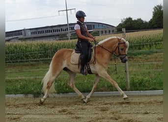 Edelbluthaflinger, Yegua, 3 años, 150 cm, Alazán