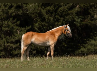 Edelbluthaflinger, Yegua, 3 años, 150 cm, Alazán