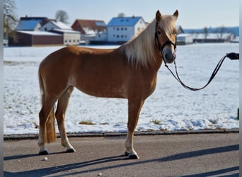 Edelbluthaflinger, Yegua, 4 años, 146 cm, Palomino