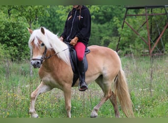 Edelbluthaflinger, Yegua, 4 años, 147 cm, Alazán