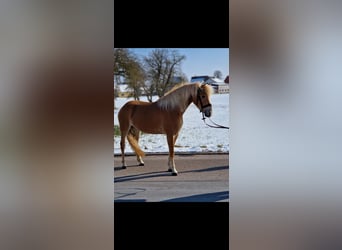 Edelbluthaflinger, Yegua, 4 años, 147 cm, Palomino