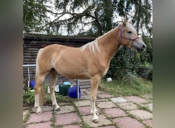 Edelbluthaflinger, Yegua, 5 años, 148 cm, Bayo