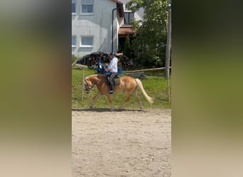 Edelbluthaflinger, Yegua, 5 años, 148 cm, Palomino