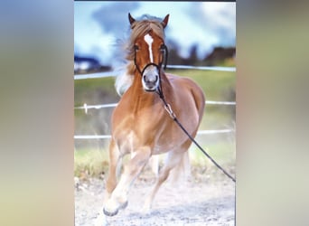 Edelbluthaflinger, Yegua, 5 años, 148 cm, Palomino