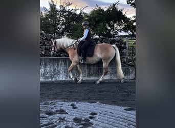 Edelbluthaflinger, Yegua, 6 años, 149 cm
