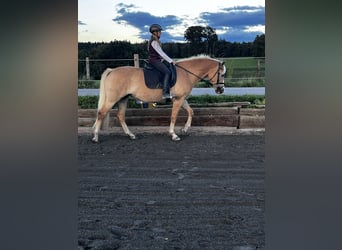 Edelbluthaflinger, Yegua, 6 años, 149 cm
