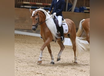 Edelbluthaflinger, Yegua, 8 años, 153 cm, Alazán