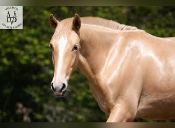 PRE Mix, Hengst, 1 Jaar, 166 cm, Champagne, in La Vespière-Friardel