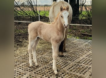 German Riding Pony, Mare, Foal (02/2024), Palomino, in Neuss,