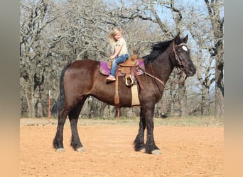 Draft Horse, Giumenta, 13 Anni, 163 cm, Morello, in Poolville