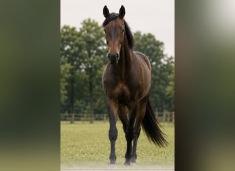 Hengst 3 Jahre