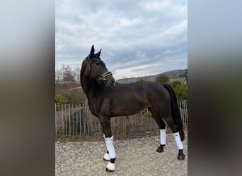 Westfale, Stute, 7 Jahre, 168 cm, Schwarzbrauner, in Haiger