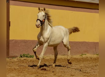 Andalusiër, Hengst, 2 Jaar, 155 cm, Cremello, in Caceres,