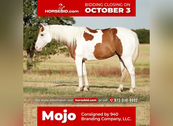 Paint Horse, Hongre, 8 Ans, 147 cm, in Addison, TX,