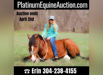 American Quarter Horse, Gelding, 5 years, 16.3 hh, Bay, in Hillsboro KY,