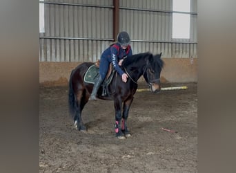 Connemara, Gelding, 8 years, Bay, in Sligo
