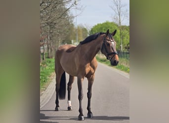 Deutsches Sportpferd, Stute, 8 Jahre, 165 cm, Brauner, in Someren