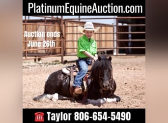 American Quarter Horse, Ruin, 9 Jaar, 102 cm, Tobiano-alle-kleuren, in Amarillo TX,