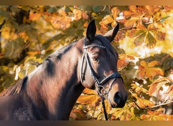 Trakehner, Merrie, 13 Jaar, 172 cm, Donkerbruin, in Wenningstedt