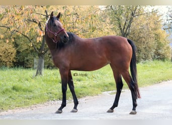 Anglo-Arab, Mare, 6 years, 15.1 hh, Brown, in Hanstedt,