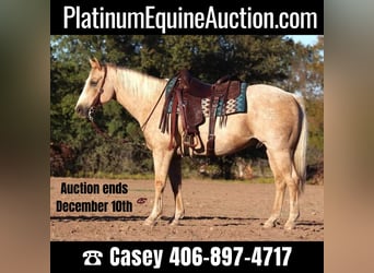 American Quarter Horse, Wallach, 10 Jahre, 155 cm, Palomino, in Graham TX,