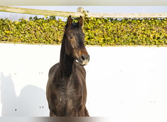 AES, Hengst, 2 Jaar, 159 cm, Donkerbruin, in Waddinxveen,