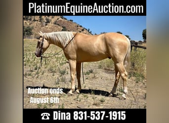 American Quarter Horse, Wallach, 7 Jahre, 150 cm, Palomino, in Paso Robles CA,