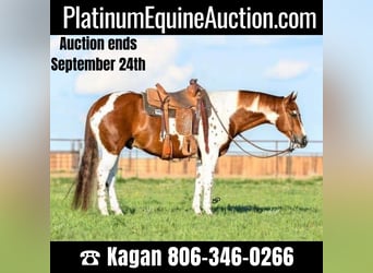 Quarter horse américain, Hongre, 8 Ans, 155 cm, Tobiano-toutes couleurs, in Canyon TX,