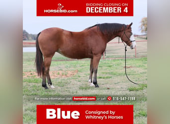 American Quarter Horse, Mare, 9 years, 14 hh, Bay, in Whitesboro,
